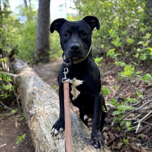 Photo of Wheelz, adoptable American Pit Bull Terrier in Baltimore, Maryland