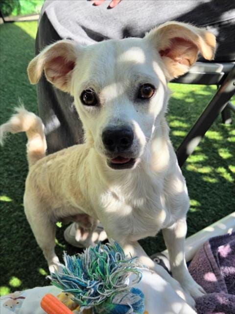 Photo of Charming, adoptable Chihuahua in Woodland, California