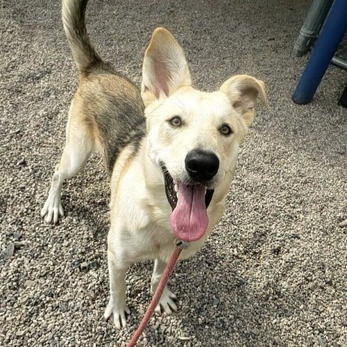Photo of Banana, adoptable German Shepherd Dog in Mesa, Arizona