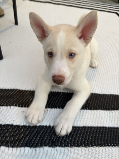 Photo of Buzz - HaveLock Litter, adoptable Husky in Holly Springs, North Carolina