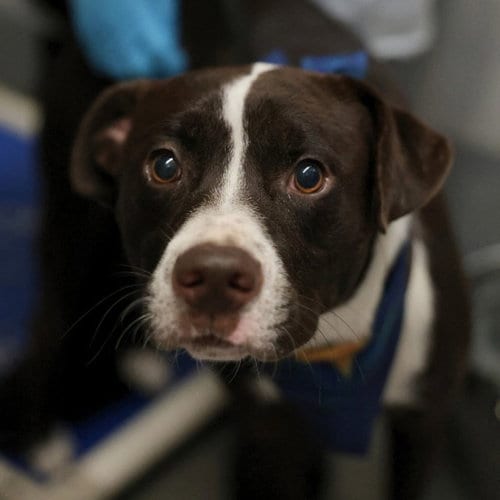 Photo of Thunderbolt, adoptable American Staffordshire Terrier in San Antonio, Texas