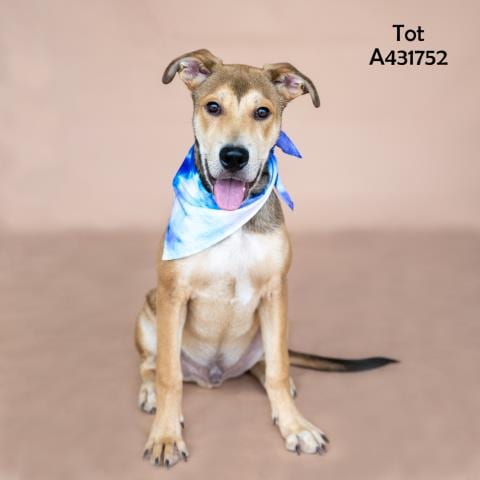 Photo of Tot, adoptable Siberian Husky in Conroe, Texas