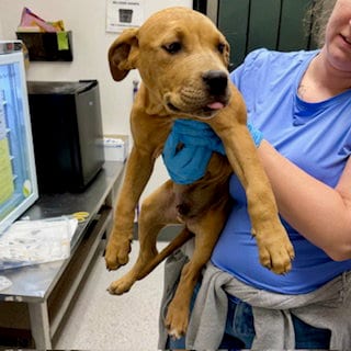 Photo of Garlic Parm, adoptable Pit Bull Terrier in Oakland, California