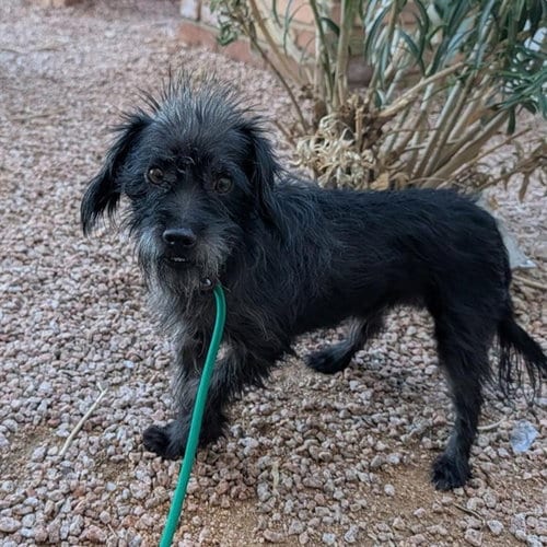 Photo of Felix, adoptable Cairn Terrier in Phoenix, Arizona