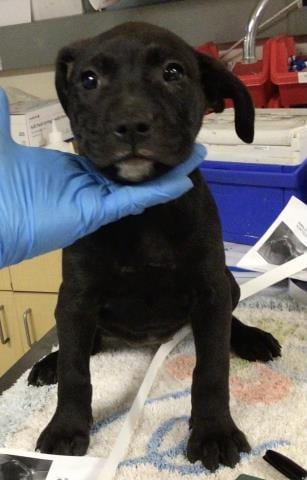 Photo of Ruby, adoptable Pit Bull Terrier in Riverside, California