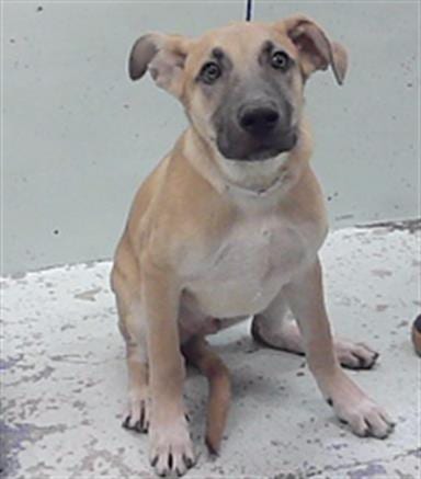 Photo of Phoenix, adoptable German Shepherd Dog in Houston, Texas