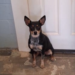 Photo of Marmalade 9599, adoptable Australian Cattle Dog Mixed Breed (Medium) in Loxahatchee, Florida
