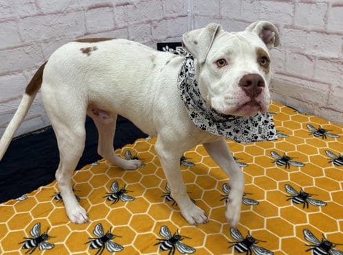 Photo of Twinkie Cloud, adoptable Pit Bull Terrier in Detroit, Michigan