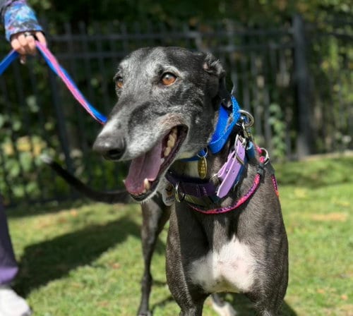Photo of Vance, adoptable Greyhound in Millsboro DELAWARE, New Jersey