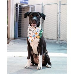 Photo of Bricen, adoptable Terrier (Unknown Type, Medium) in Doral, Florida