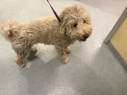 Photo of Dutchee, adoptable Poodle (Standard) in Orange, California