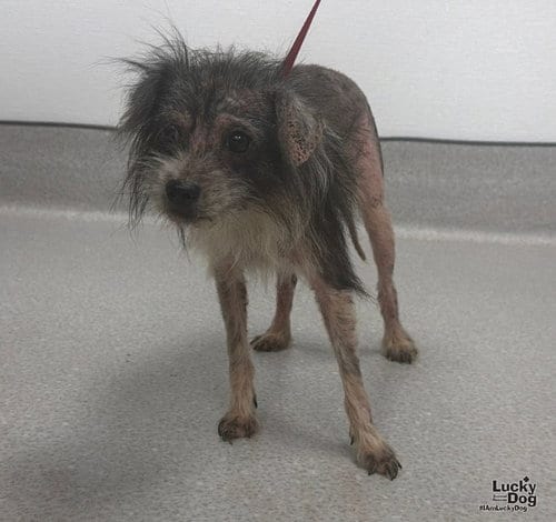 Photo of Patchy, adoptable Miniature Schnauzer in Washington, District of Columbia