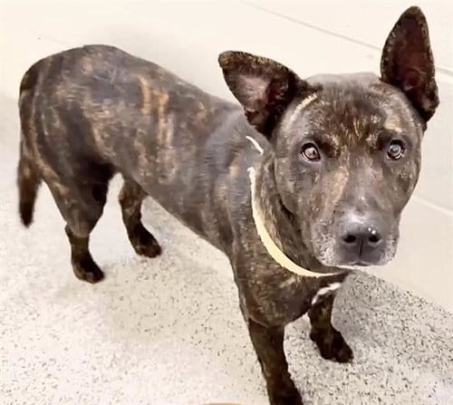 Photo of Micah, adoptable Catahoula Leopard Dog in Houston, Texas