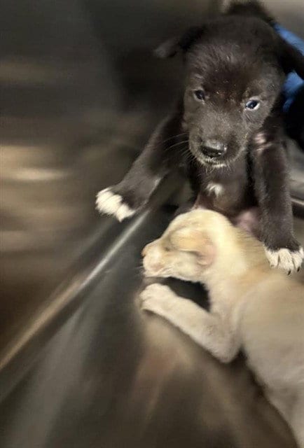 Photo of A663582, adoptable Labrador Retriever in Houston, Texas