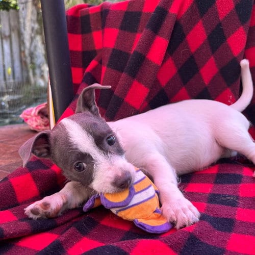 Photo of Pixie, adoptable Unknown breed in Rancho Santa Fe, California