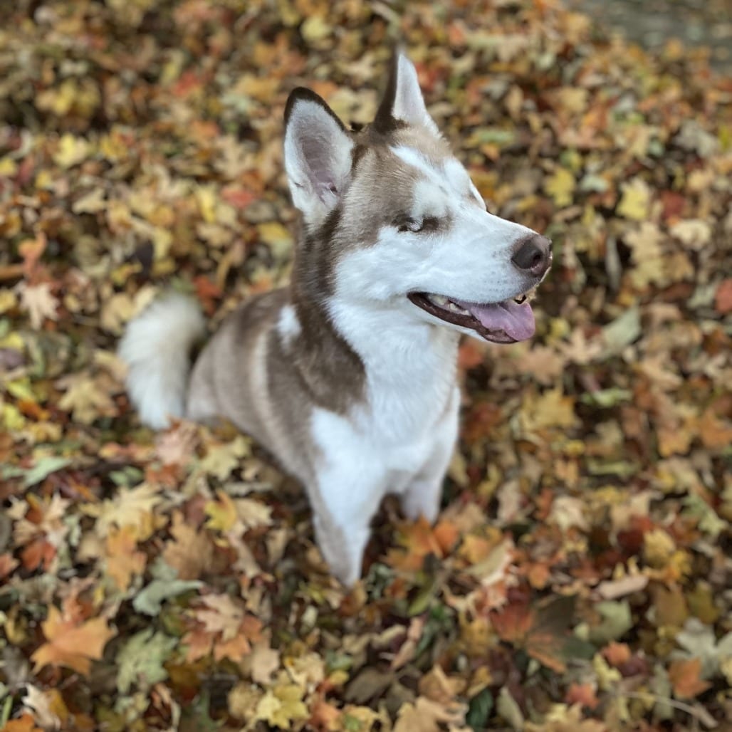 Photo of Freya, adoptable Mixed Breed (Medium) / Husky in West Olive, Michigan