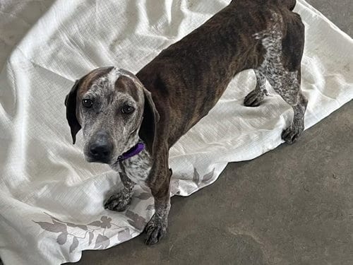 Photo of Riley, adoptable Hound in Monterey, Virginia