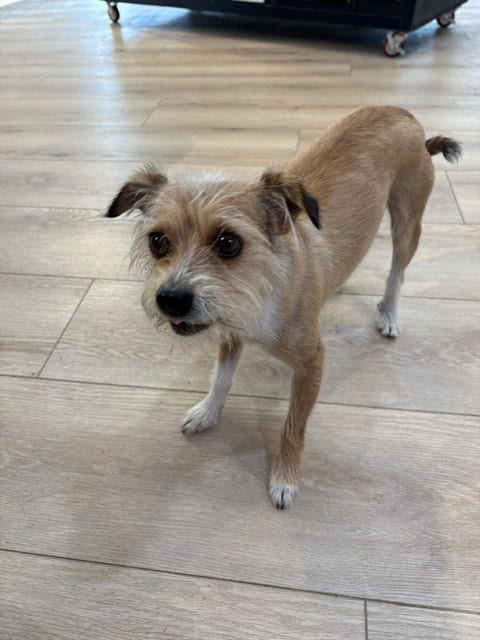 Photo of Hogwart, adoptable Terrier in Long Beach, California