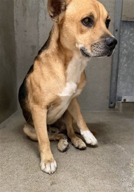 Photo of Twix, adoptable German Shepherd Dog in San Bernardino, California