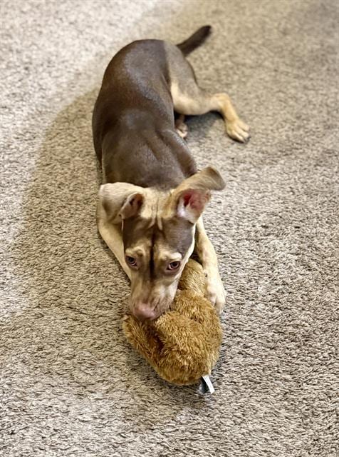 Photo of Poppy, adoptable Pit Bull Terrier and Chihuahua - Smooth Coated in Rosenberg, Texas