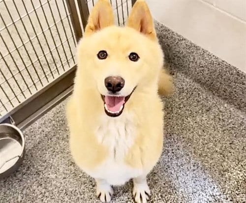 Photo of Aurelia, adoptable Chow Chow in Houston, Texas