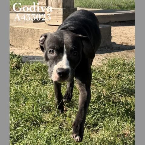 Photo of Godiva, adoptable Pit Bull Terrier in Conroe, Texas