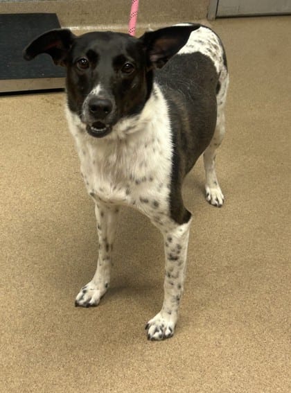Photo of Clarabelle, adoptable dog in Chamblee, Georgia