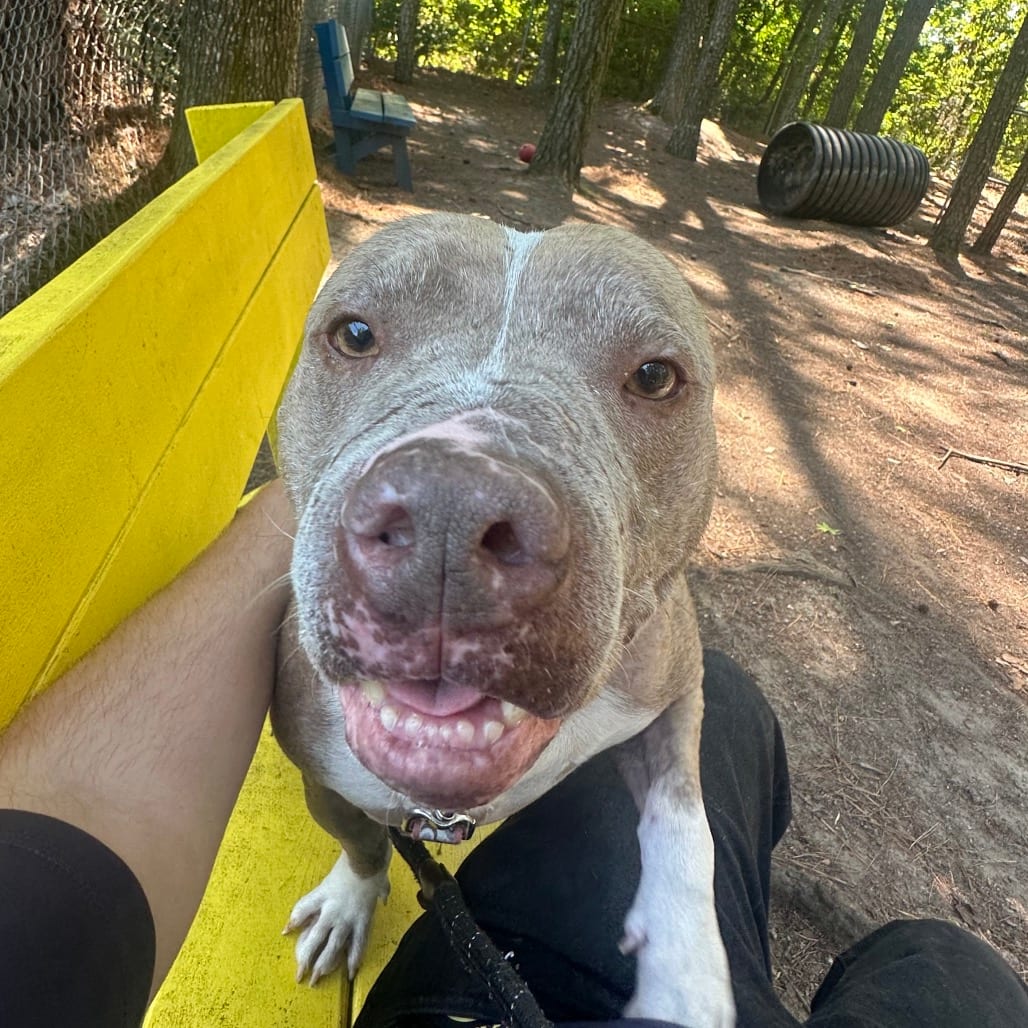 Photo of Sir Rufus @ Foster, adoptable Mixed Breed (Medium) in Summerville, South Carolina