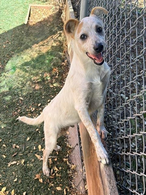 Photo of Pin Pon, adoptable Queensland Heeler in Salinas, California