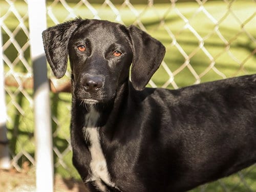 Photo of Patsy, adoptable Labrador Retriever in Ojai, California