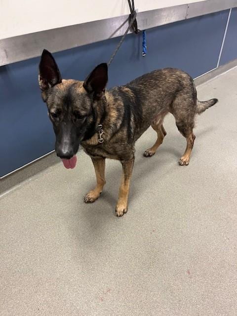 Photo of Buck, adoptable German Shepherd Dog in Miami, Florida