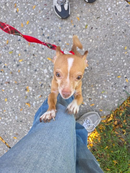 Photo of Taco, adoptable Chihuahua in Gilberts, Illinois