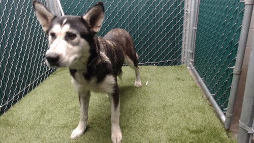 Photo of Luna, adoptable Siberian Husky in Downey, California