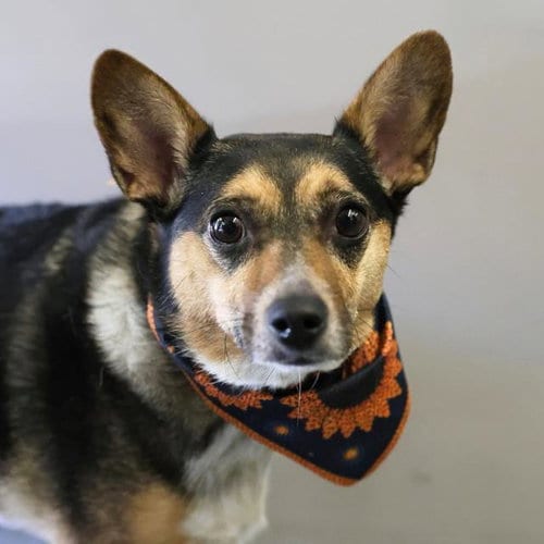 Photo of Dani, adoptable Chihuahua in San Antonio, Texas