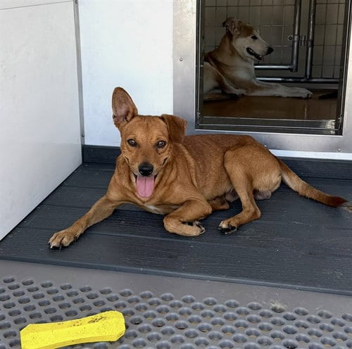 Photo of Basil, adoptable Chihuahua in San Bernardino, California