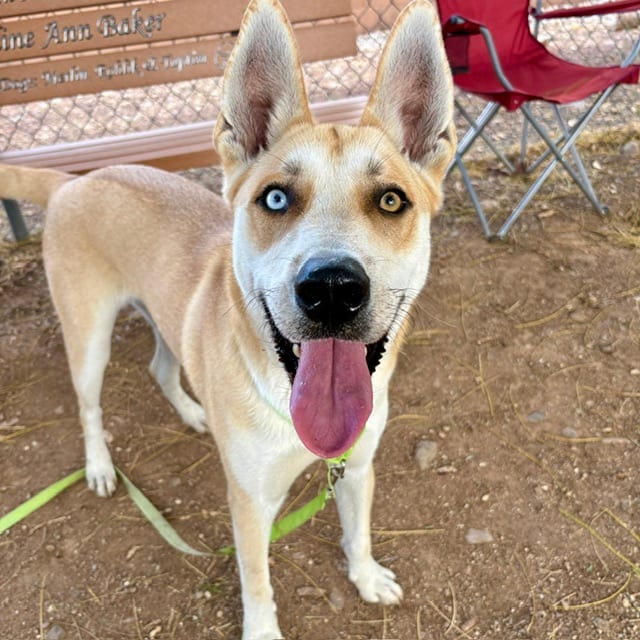 Photo of Jesse James, adoptable dog