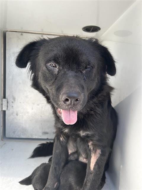 Photo of Senior Labrador Retriever mix, adoptable Labrador Retriever mix in Houston, Texas