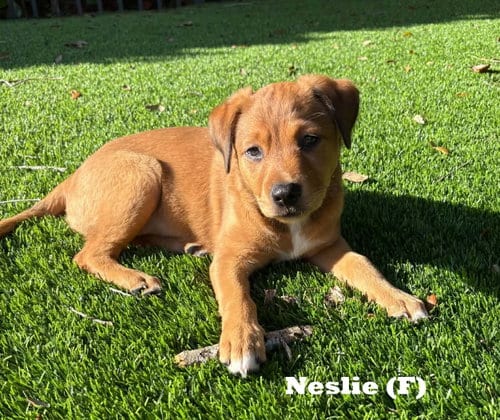 Photo of Neslie, adoptable Labrador Retriever in Royal Palm Beach, Florida