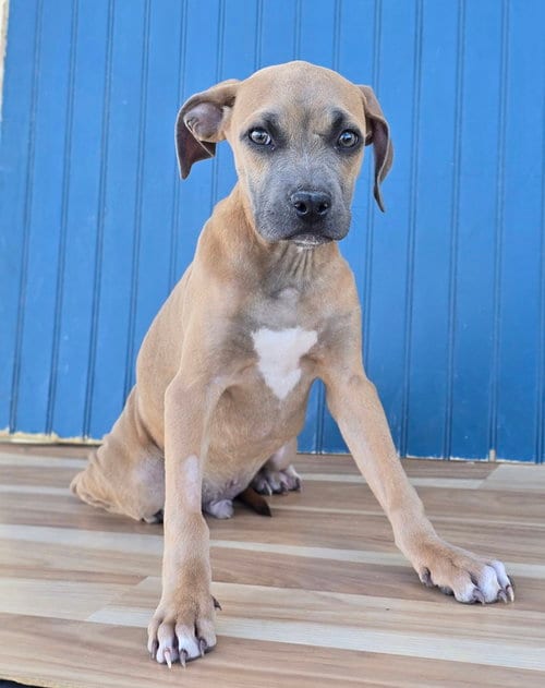 Photo of Newt, adoptable American Staffordshire Terrier in Sedalia, Colorado