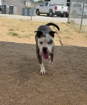 Photo of Pumpkin Spice, adoptable Pit Bull Terrier in Killeen, Texas
