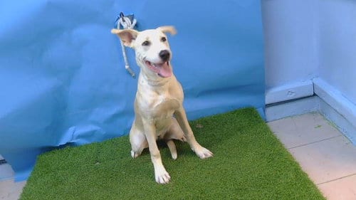 Photo of Muffin, adoptable German Shepherd Dog in Baldwin Park, California