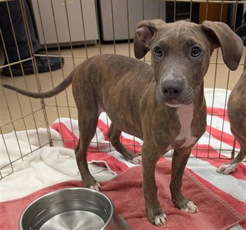 Photo of Putty, adoptable Pit Bull Terrier in Plano, Texas