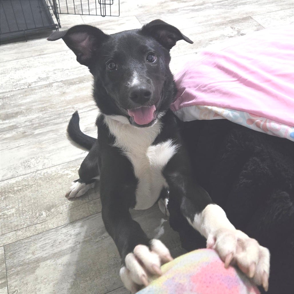 Photo of Runna, adoptable Mixed Breed (Medium) / Mixed Breed (Medium) in Chattanooga, Tennessee