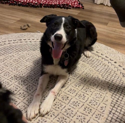 Photo of Bug, adoptable Border Collie in Williamsburg, Iowa