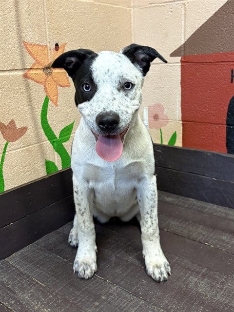 Photo of Autumn, adoptable Australian Cattle Dog/Blue Heeler in Castaic, California