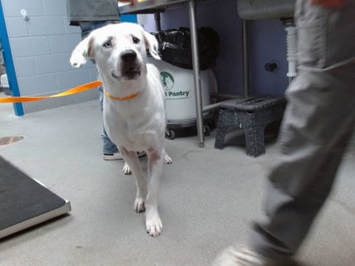 Photo of Chris, adoptable Labrador Retriever in Albuquerque, New Mexico