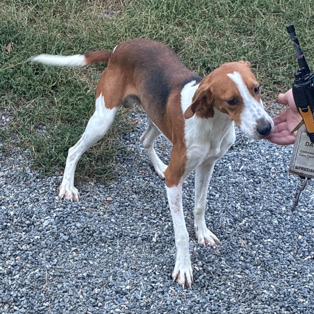 Photo of Travis Touchdown, adoptable Mixed Breed (Medium) in Fredericksburg, Virginia