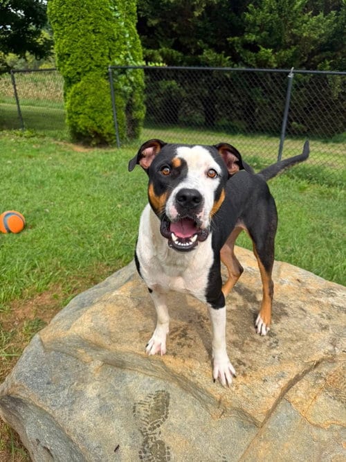 Photo of Tangelo, adoptable Hound in Burnsville, North Carolina