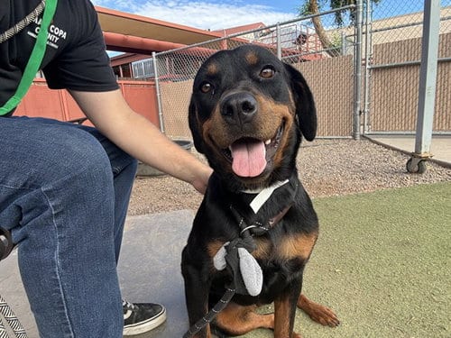 Photo of Pixy, adoptable Rottweiler in Phoenix, Arizona