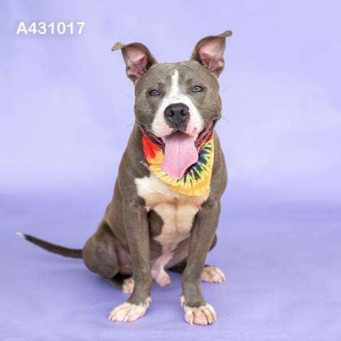 Photo of Dipper, adoptable American Pit Bull Terrier in Conroe, Texas